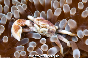 one-armed Porcelain crab (Neopetrolishes maculatus) by Mathieu Foulquié 